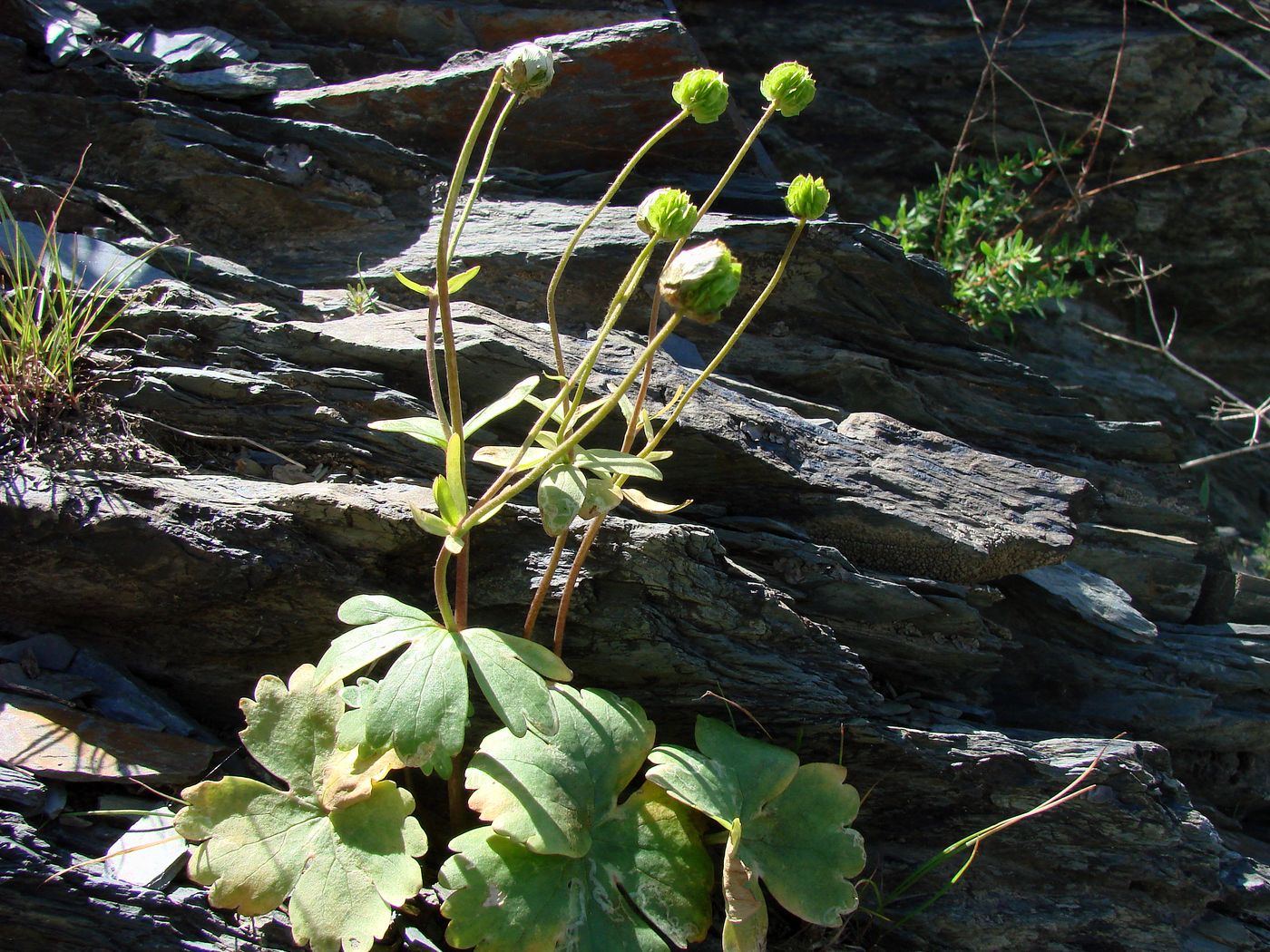 Изображение особи Ranunculus mindshelkensis.