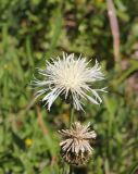 Centaurea scabiosa. Соцветия (гипохромная форма). Республика Алтай, Усть-Коксинский р-н, левый берег р. Катунь, окр. руч. Ядрушка, луг. 31.07.2020.