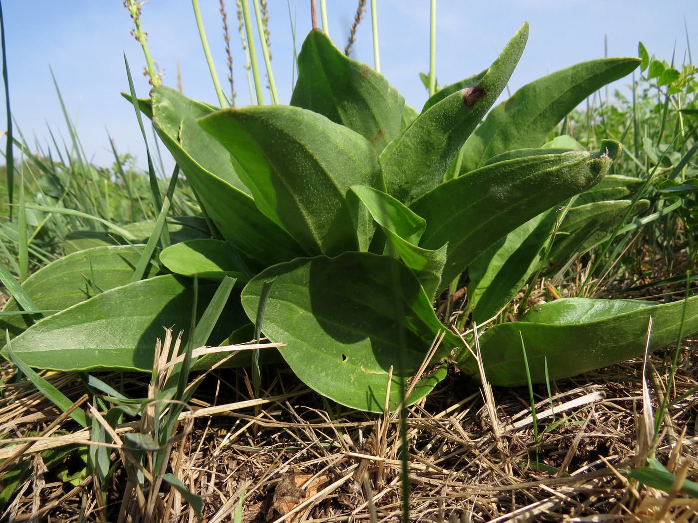 Image of Plantago cornuti specimen.