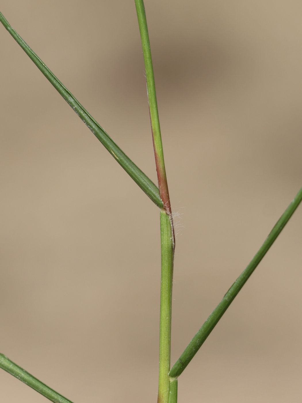 Image of Paspalum paspalodes specimen.