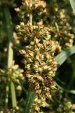 Rumex hydrolapathum. Часть соплодия. Псковская обл., Псковский р-н, окр. дер. Филатова Гора; берег р. Великая, осоково-хвощовые заросли. 29.07.2021.