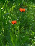 Papaver stevenianum