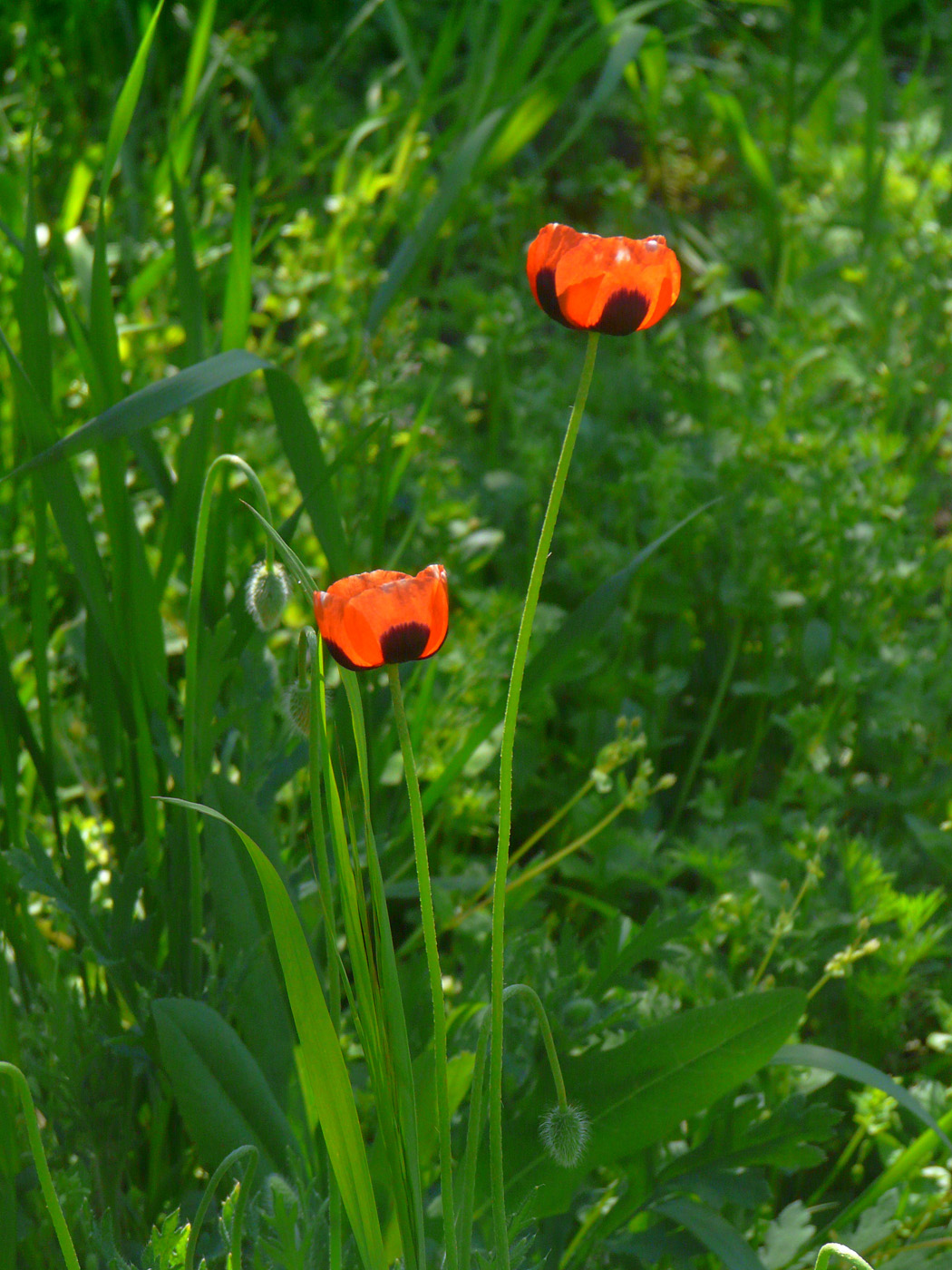 Изображение особи Papaver stevenianum.