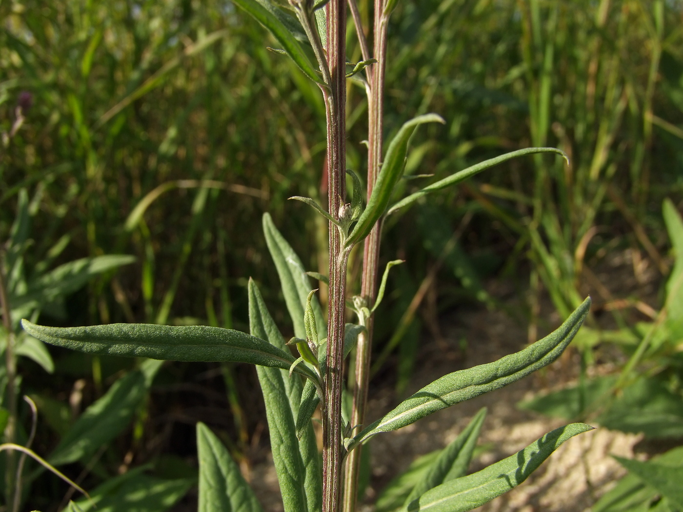 Изображение особи Saussurea amara.