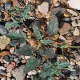 Erodium oxyrhynchum. Нижняя часть плодоносящего растения. Узбекистан, Ферганская обл., горы Кампиркок, каменистое место у подножья пестроцветных склонов. 19.05.2021.