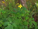 Chelidonium majus. Верхушки цветущих и плодоносящих побегов. Магаданская обл., г. Магадан, заросли Duschekia fruticosa в палисаднике. 01.09.2021.