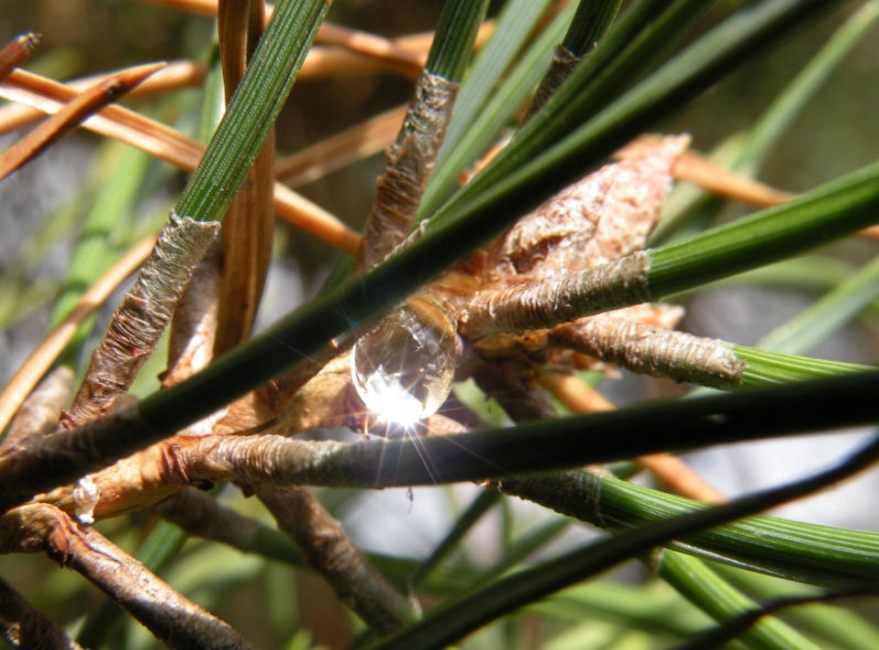 Изображение особи Pinus sylvestris.