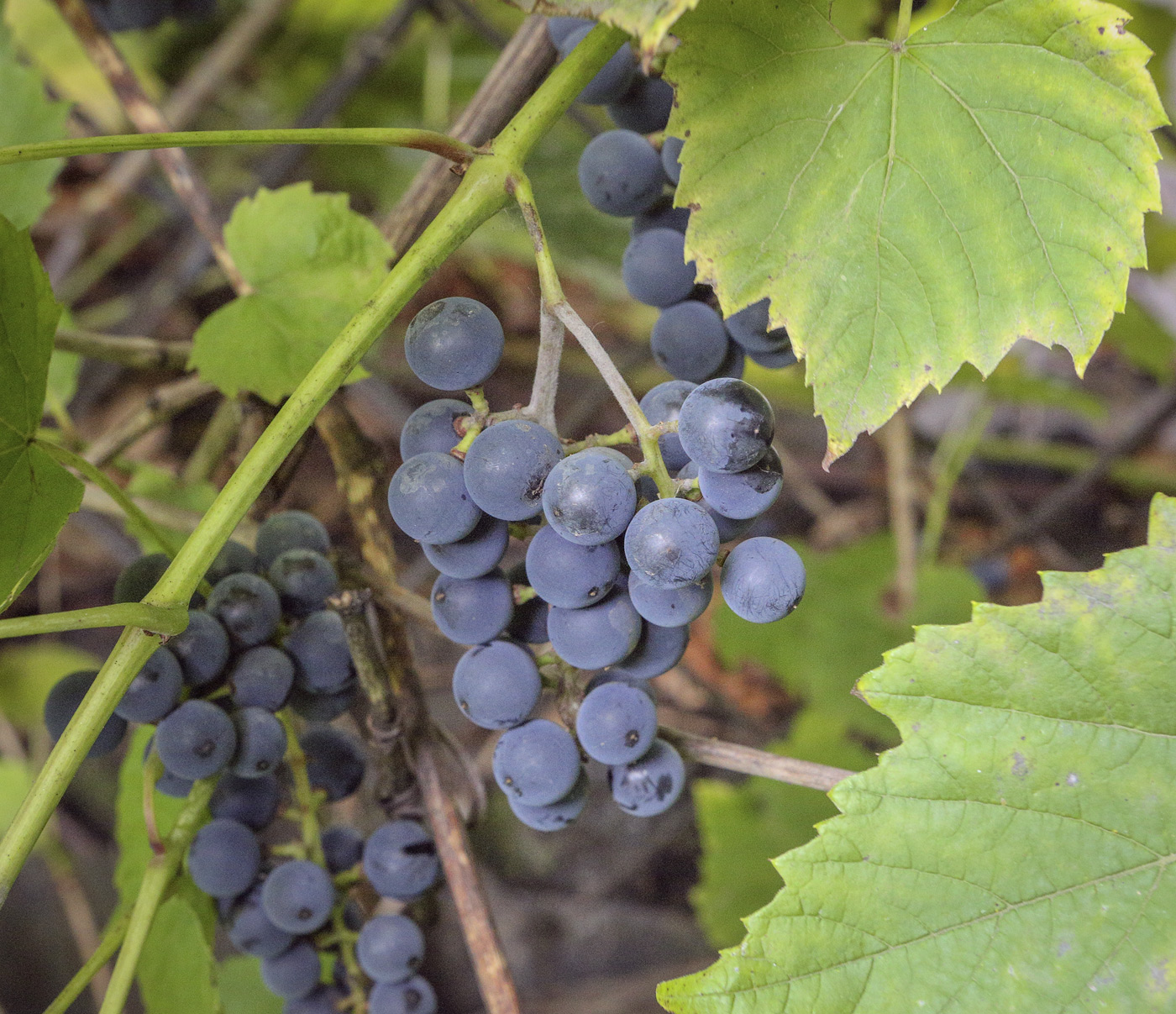 Image of Vitis amurensis specimen.