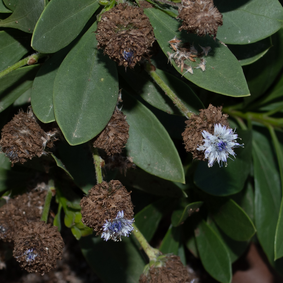 Изображение особи род Globularia.