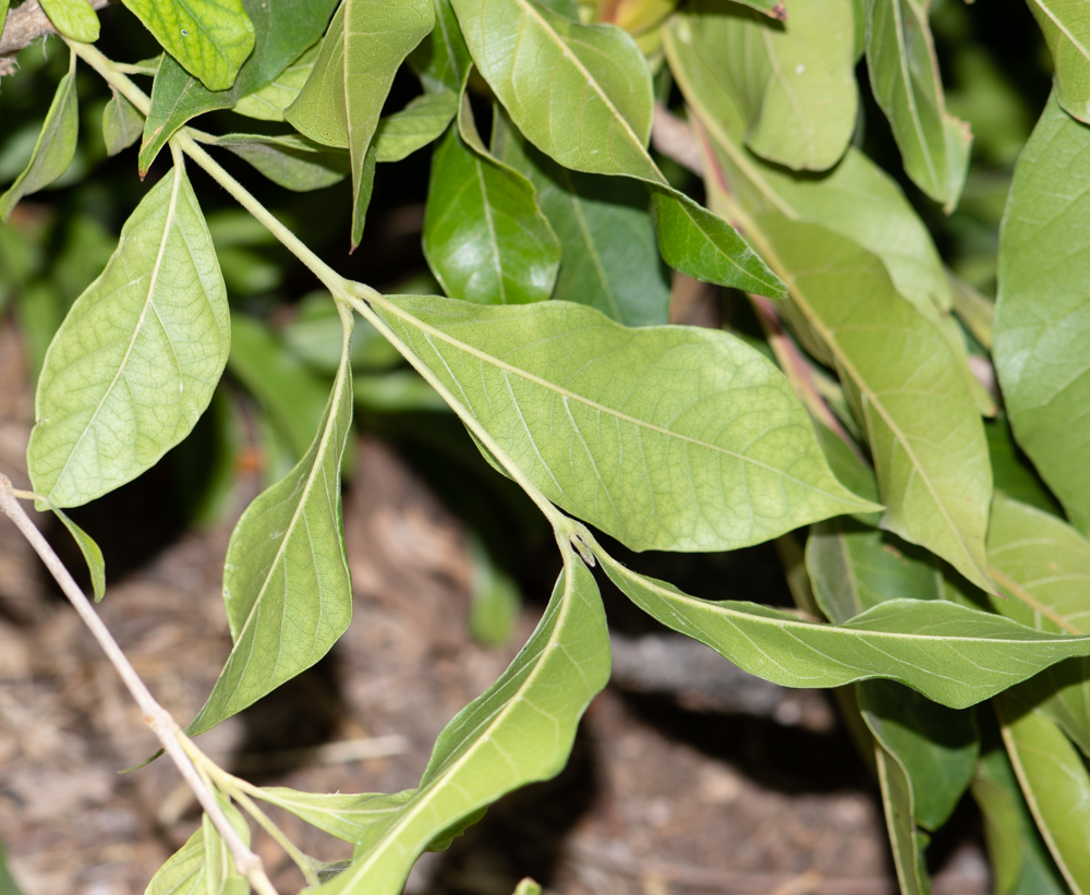 Image of Combretum kraussii specimen.