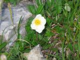 Dryas caucasica. Цветущее растение. Подножие северного склона Эльбруса, июль.