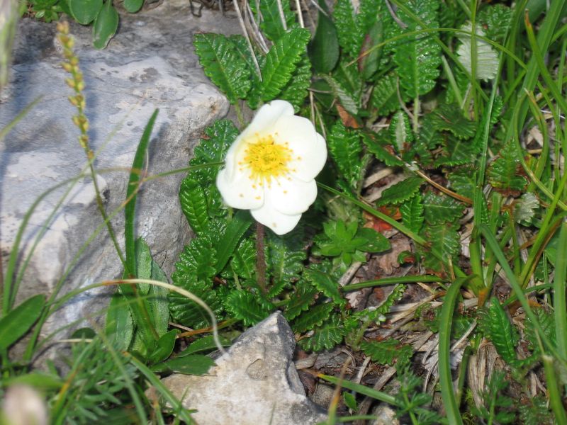 Image of Dryas caucasica specimen.