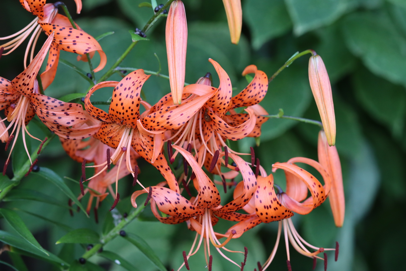 Image of Lilium lancifolium specimen.