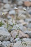 Pyrethrum parthenifolium. Верхушка цветущего растения. Республика Северная Осетия-Алания, Ирафский р-н, Большой Кавказ, хр. Фастагдор, правый склон Караугомского ущелья, берег ручья, ≈ 1730 м н.у.м., каменистая россыпь. 09.07.2021.