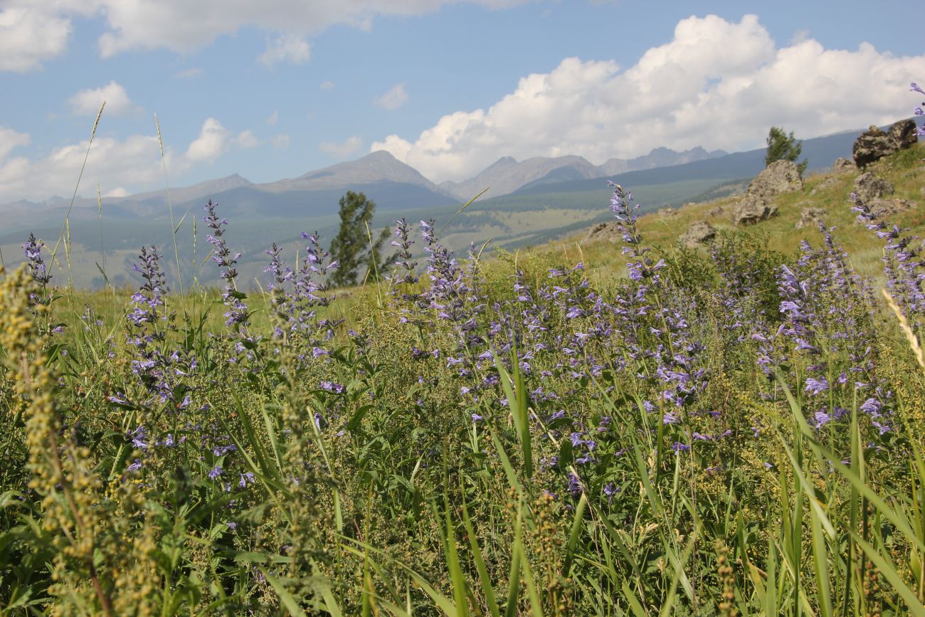 Изображение особи Nepeta sibirica.