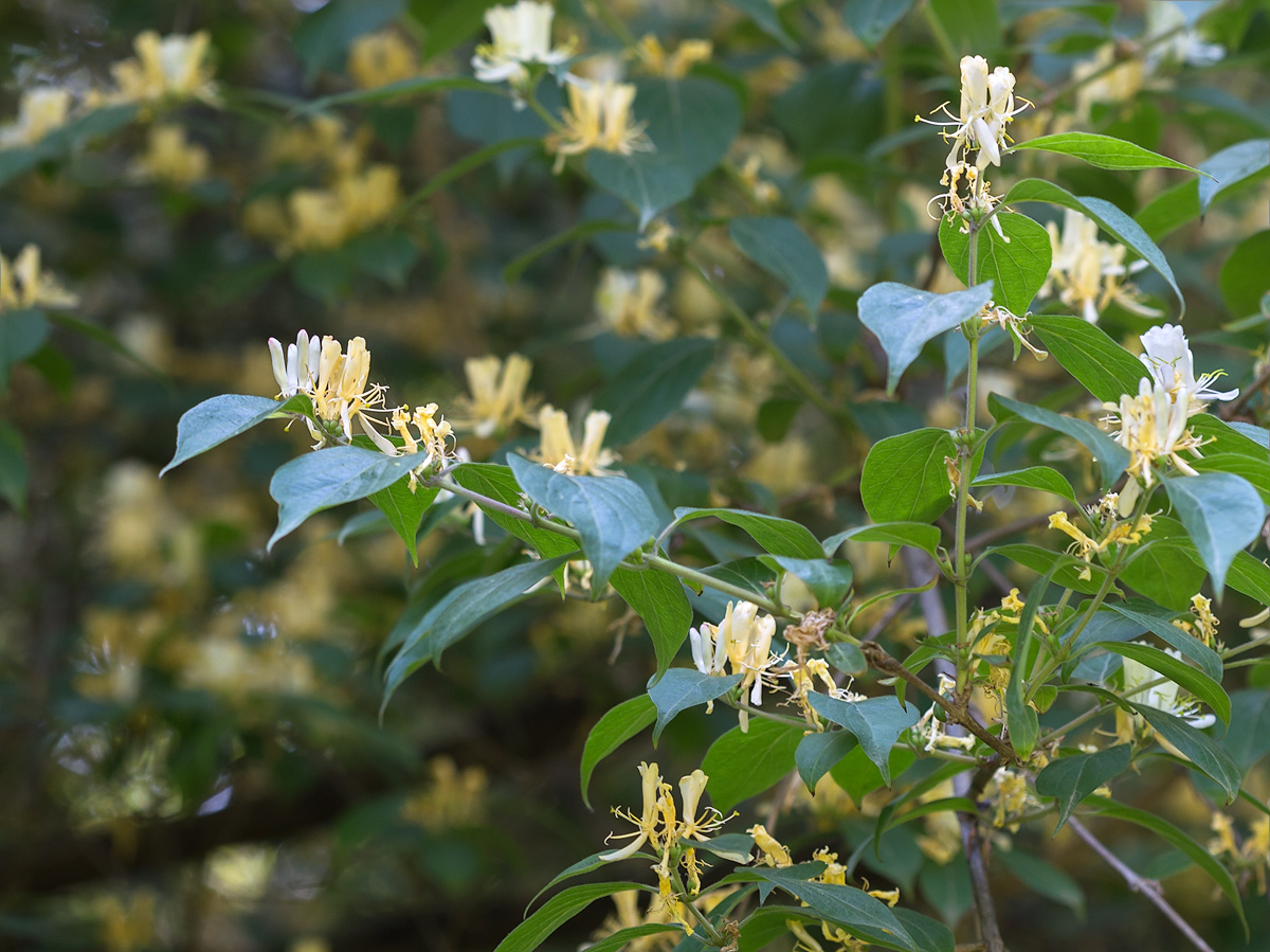 Изображение особи Lonicera chrysantha var. koehneana.