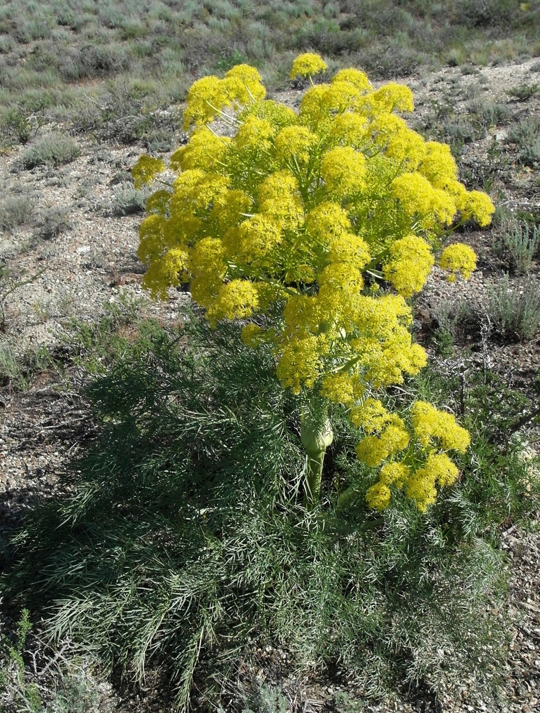 Image of Ferula varia specimen.