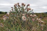 Cirsium vulgare