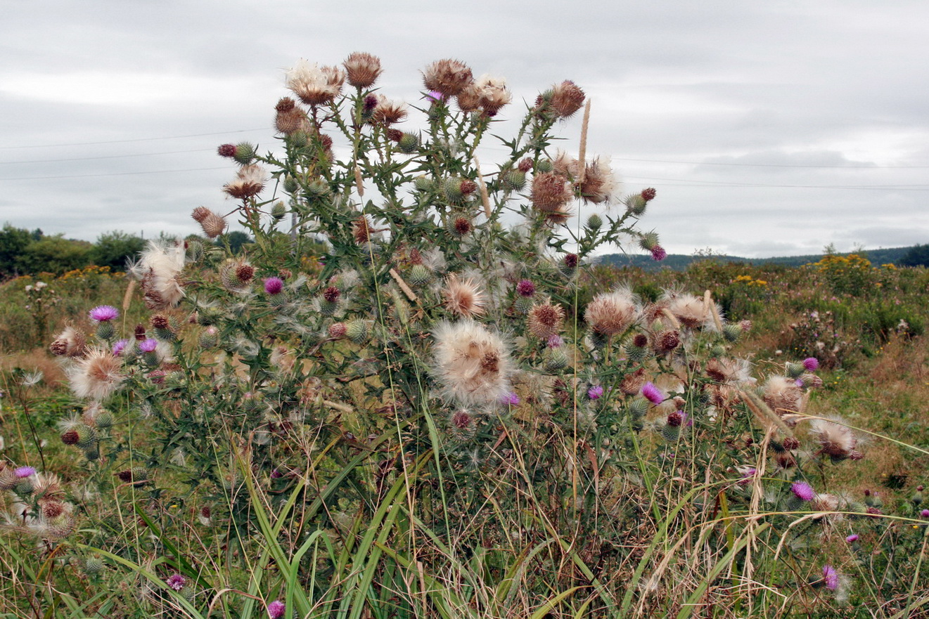 Image of Cirsium vulgare specimen.