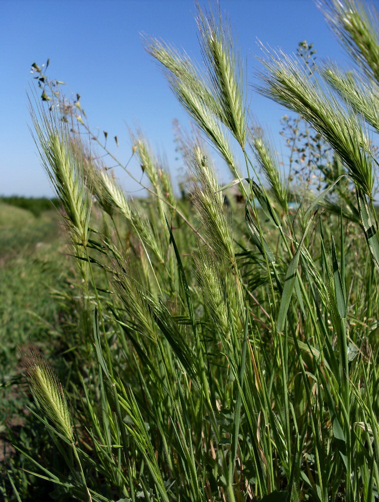 Изображение особи Hordeum leporinum.