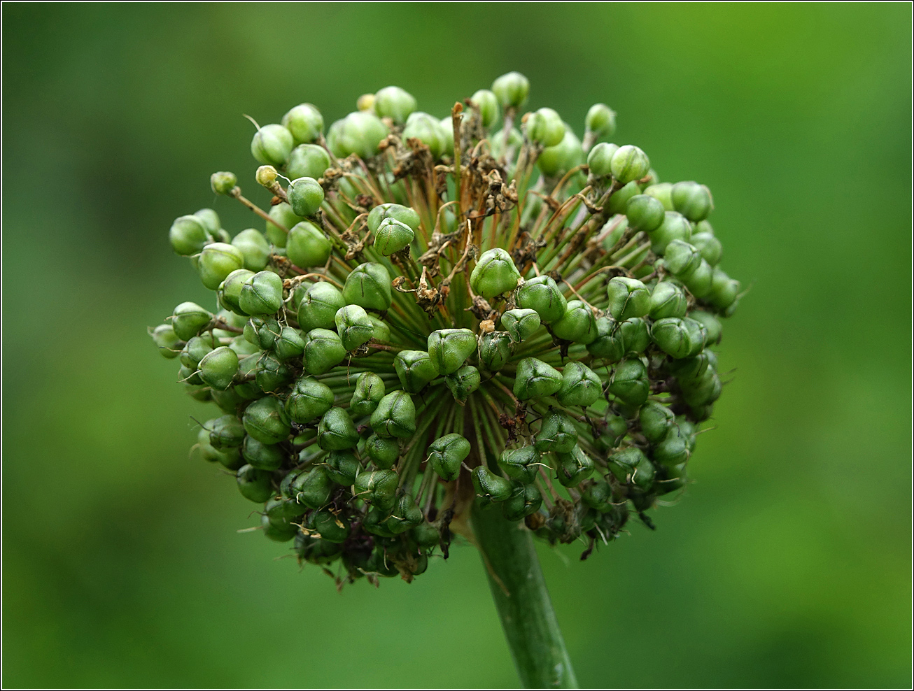Image of genus Allium specimen.