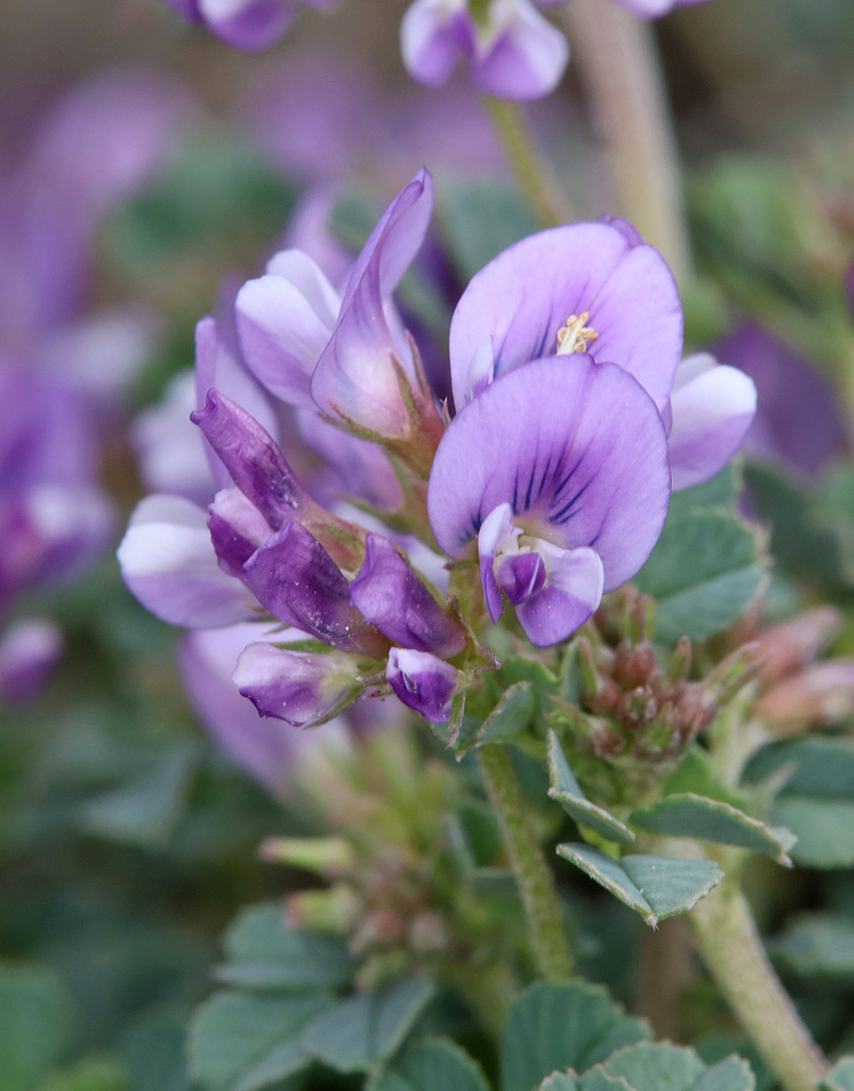 Изображение особи Medicago daghestanica.