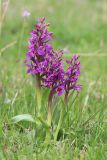 Dactylorhiza salina. Цветущие растения. Алтай, Кош-Агачский р-н, Курайская степь, пойма р. Тыдтугем, луг. 15 июня 2022 г.