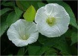 Calystegia sepium