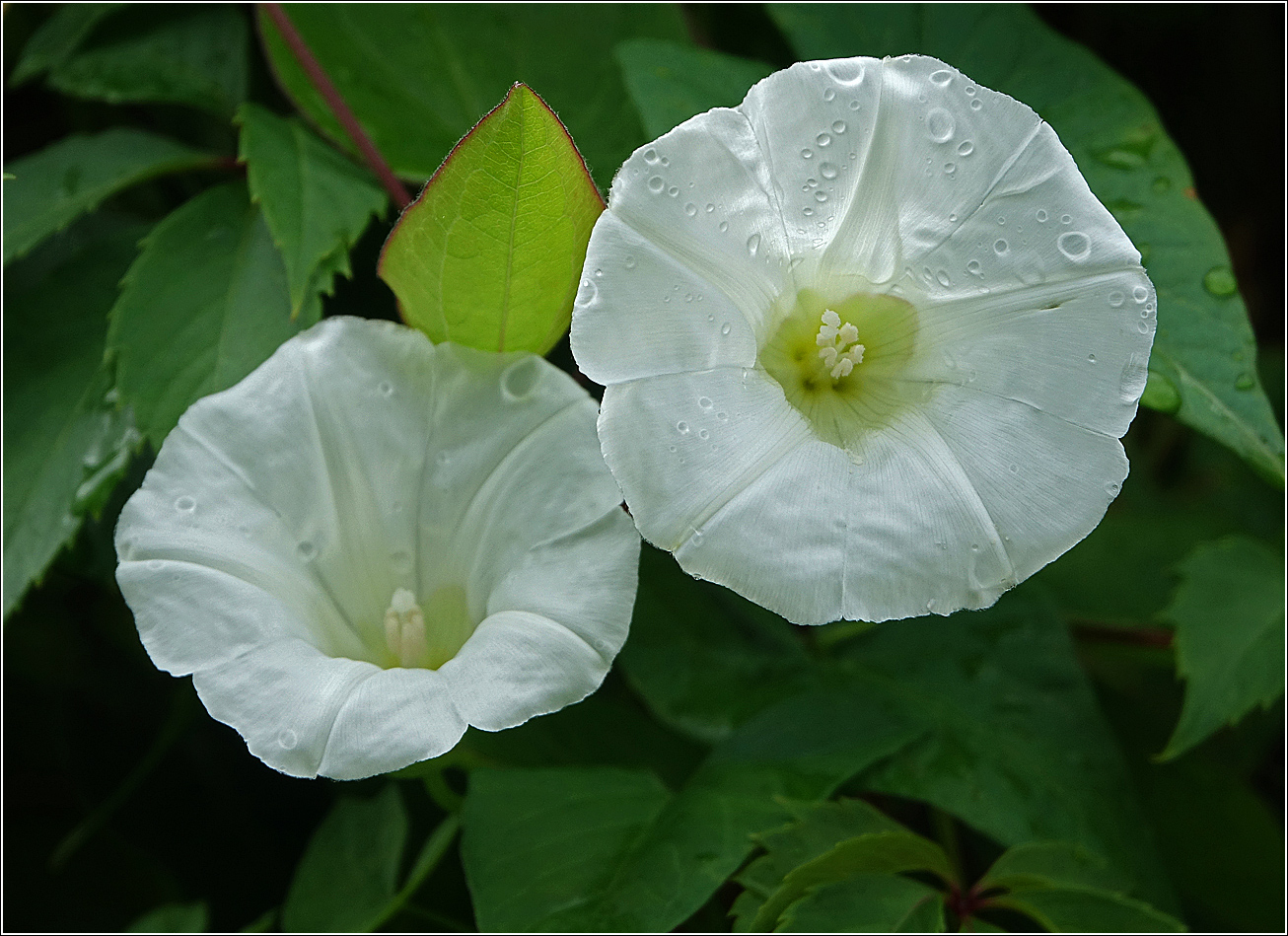 Image of Calystegia sepium specimen.