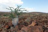 Pachypodium lealii. Вегетирующее растение. Намибия, обл. Кунене, округ Sesfontein, кемпинг Онгонго. 17.01.2010.