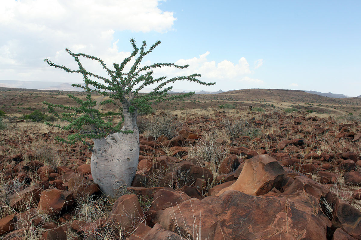 Image of Pachypodium lealii specimen.