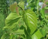 genus Morus