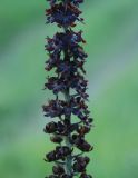 Veratrum nigrum