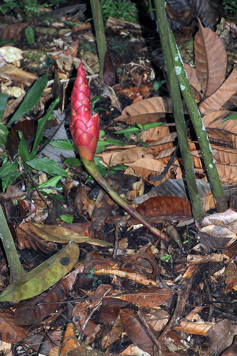 Image of genus Zingiber specimen.