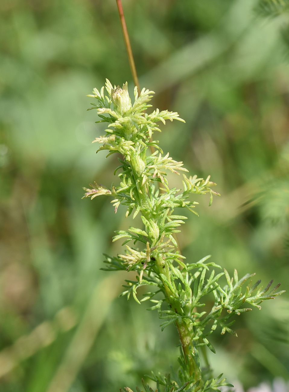 Изображение особи Artemisia chamaemelifolia.