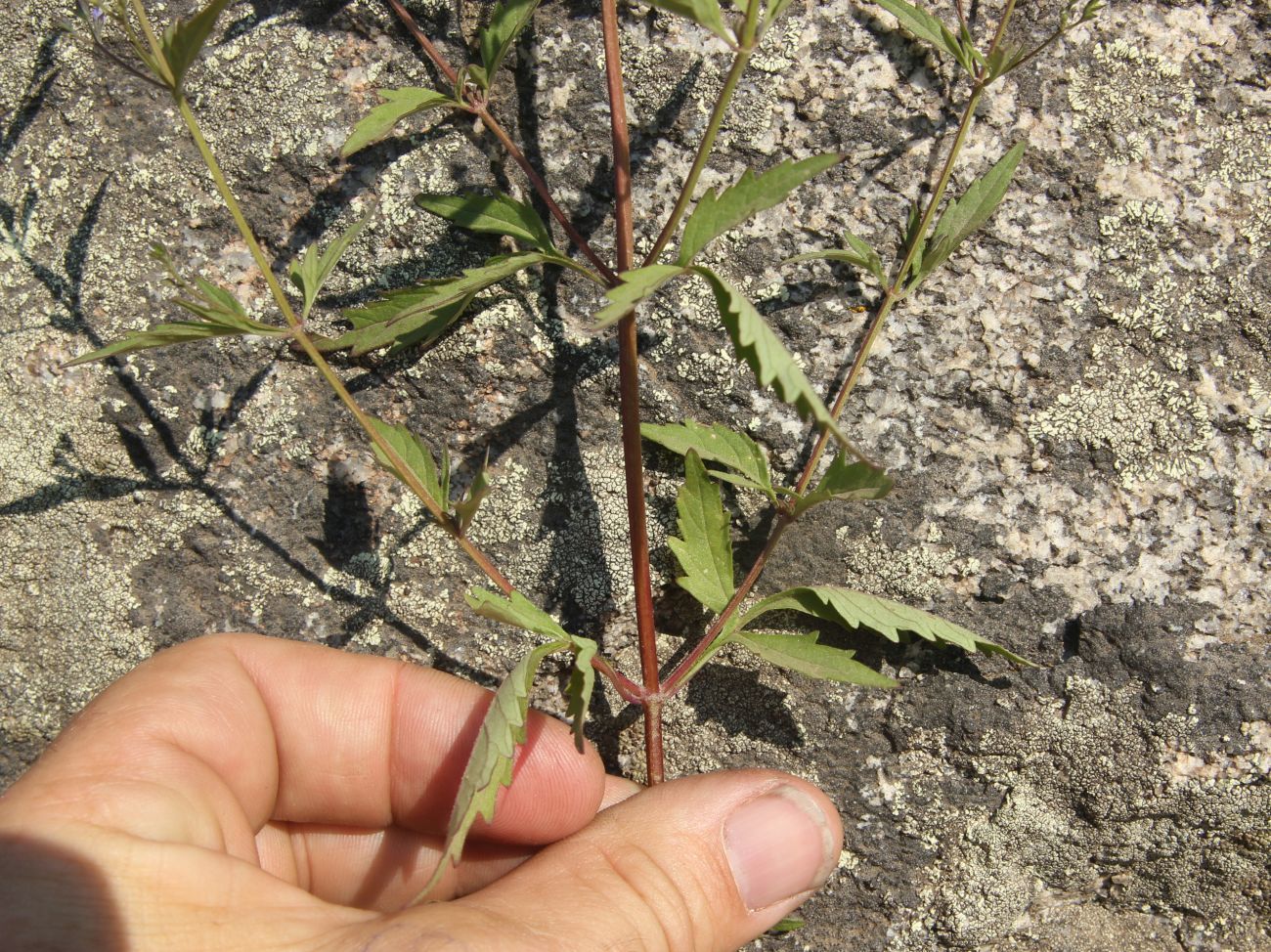 Image of Amethystea caerulea specimen.