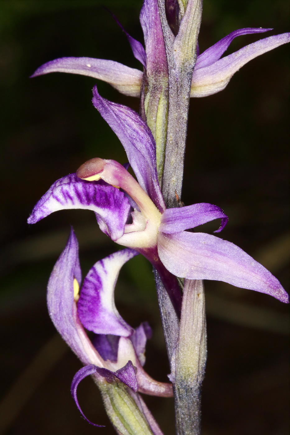 Image of Limodorum abortivum specimen.