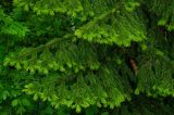 Abies sibirica