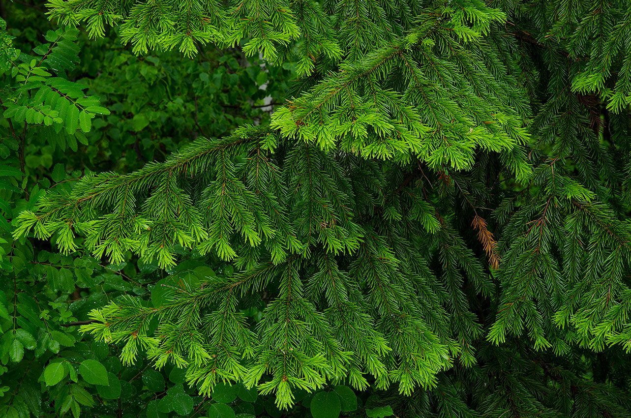 Изображение особи Abies sibirica.