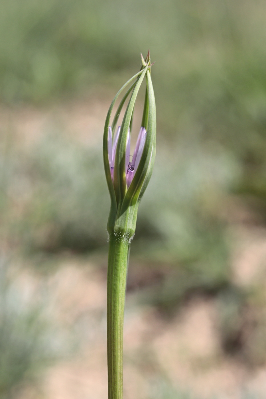 Изображение особи Geropogon hybridus.