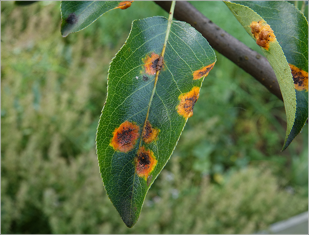 Image of Pyrus communis specimen.