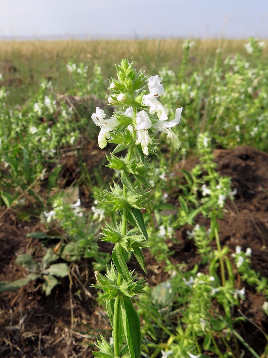 Изображение особи Stachys annua.