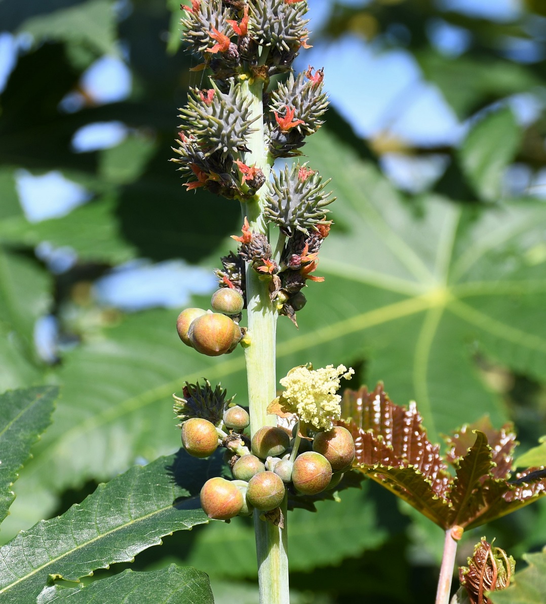 Image of Ricinus communis specimen.