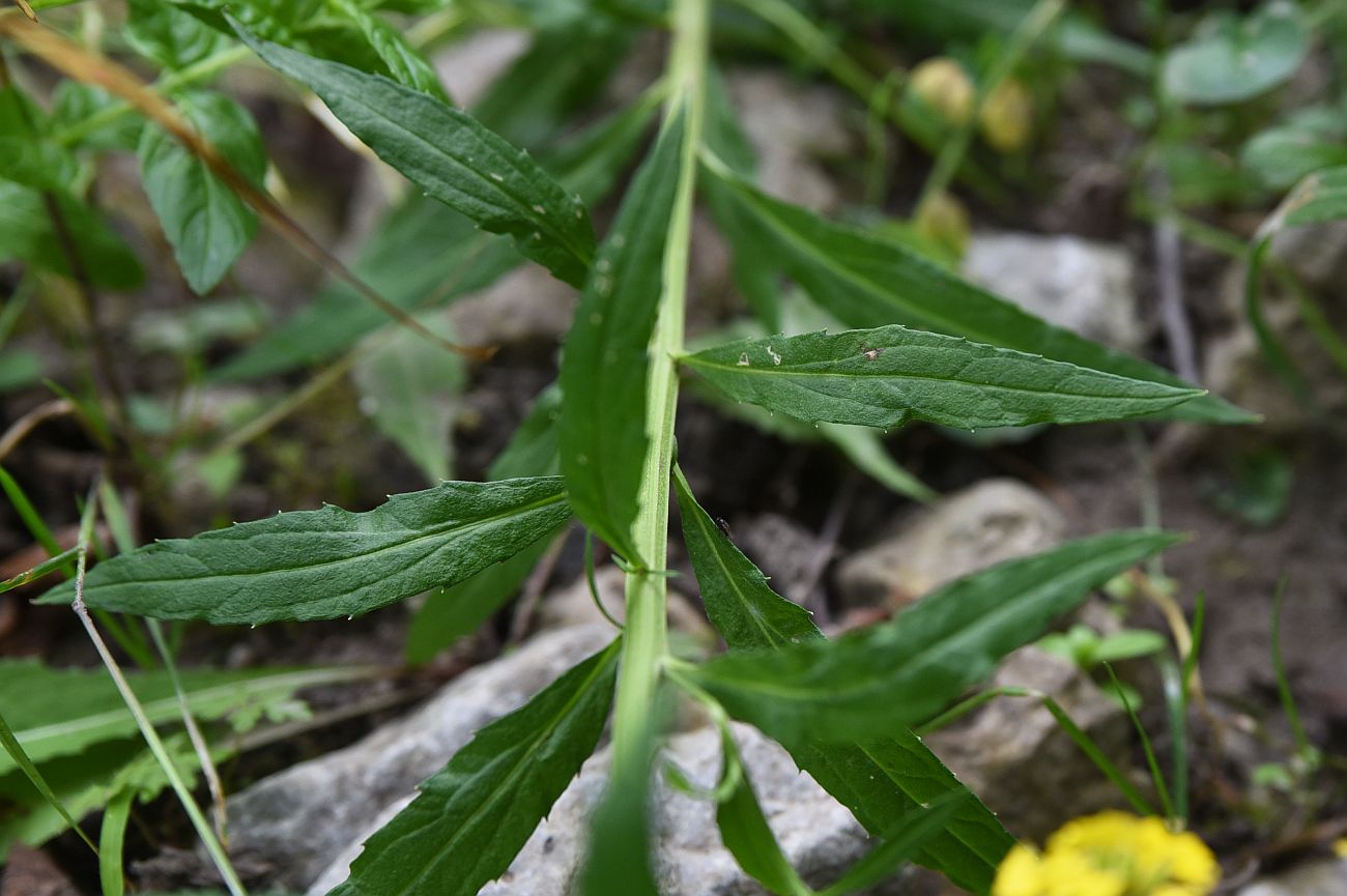 Image of Erysimum aureum specimen.