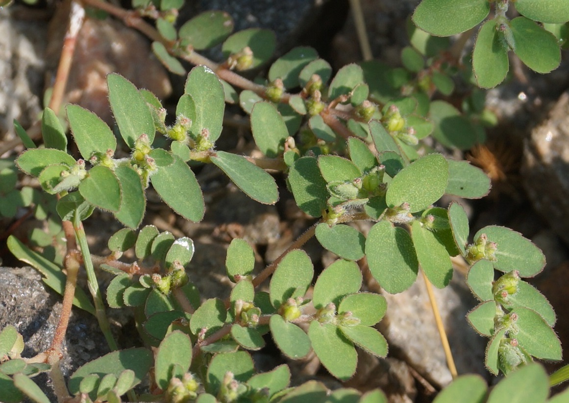 Изображение особи Euphorbia prostrata.