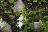 Campanula alliariifolia