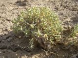 genus Arthrophytum
