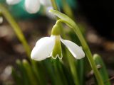 Galanthus plicatus