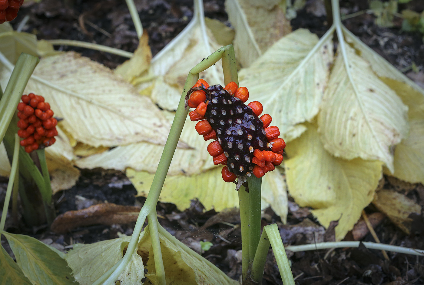 Изображение особи Arisaema komarovii.