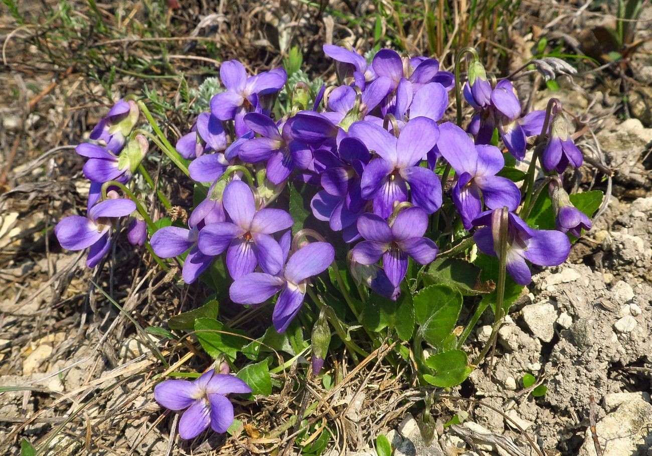 Изображение особи Viola ambigua.